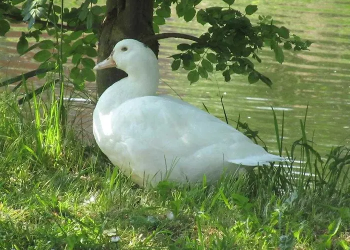 Апартаменты Haus Inge Am Park